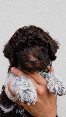 Chiot N°3 - Lagotto Romagnolo