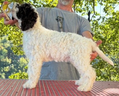 Chiot N°5 - Lagotto Romagnolo