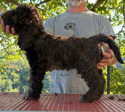 Chiot N°6 - Lagotto Romagnolo