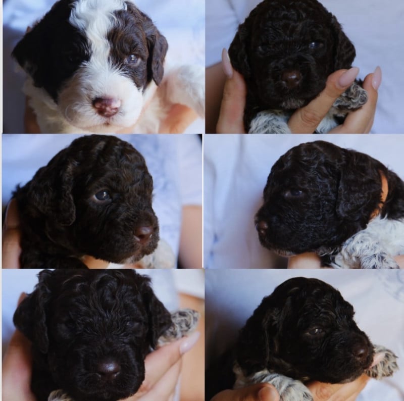 Lagotto Romagnolo - Della Luna E Del Sole