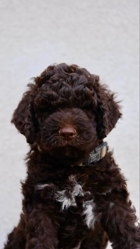 Lagotto Romagnolo - Della Luna E Del Sole