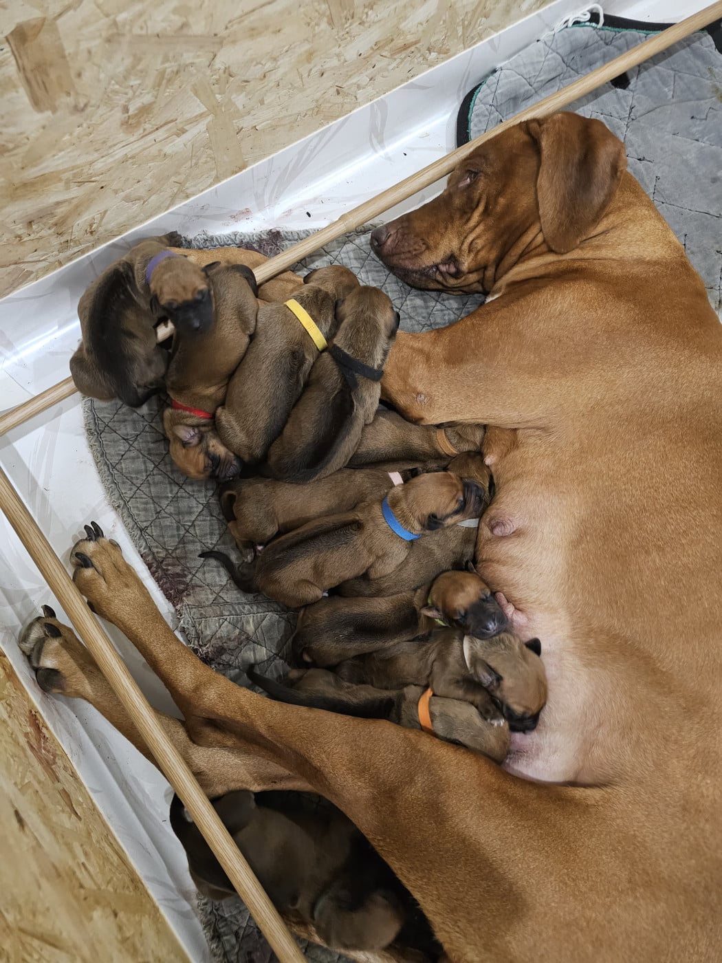 Chiot Rhodesian Ridgeback