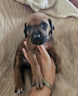 Les chiots de Rhodesian Ridgeback