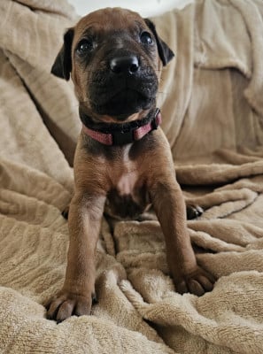 Les chiots de Rhodesian Ridgeback