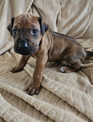 Les chiots de Rhodesian Ridgeback