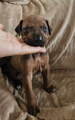 Les chiots de Rhodesian Ridgeback