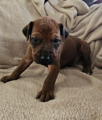 Les chiots de Rhodesian Ridgeback