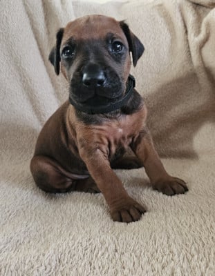Les chiots de Rhodesian Ridgeback