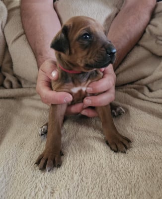 Les chiots de Rhodesian Ridgeback