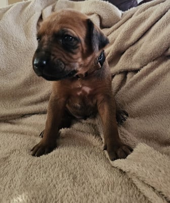 Les chiots de Rhodesian Ridgeback
