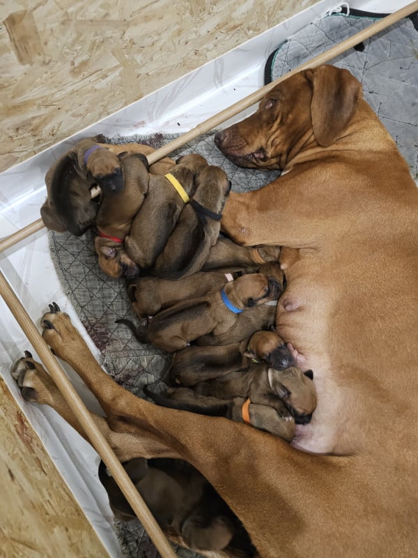 Rhodesian Ridgeback - (Sans Affixe)