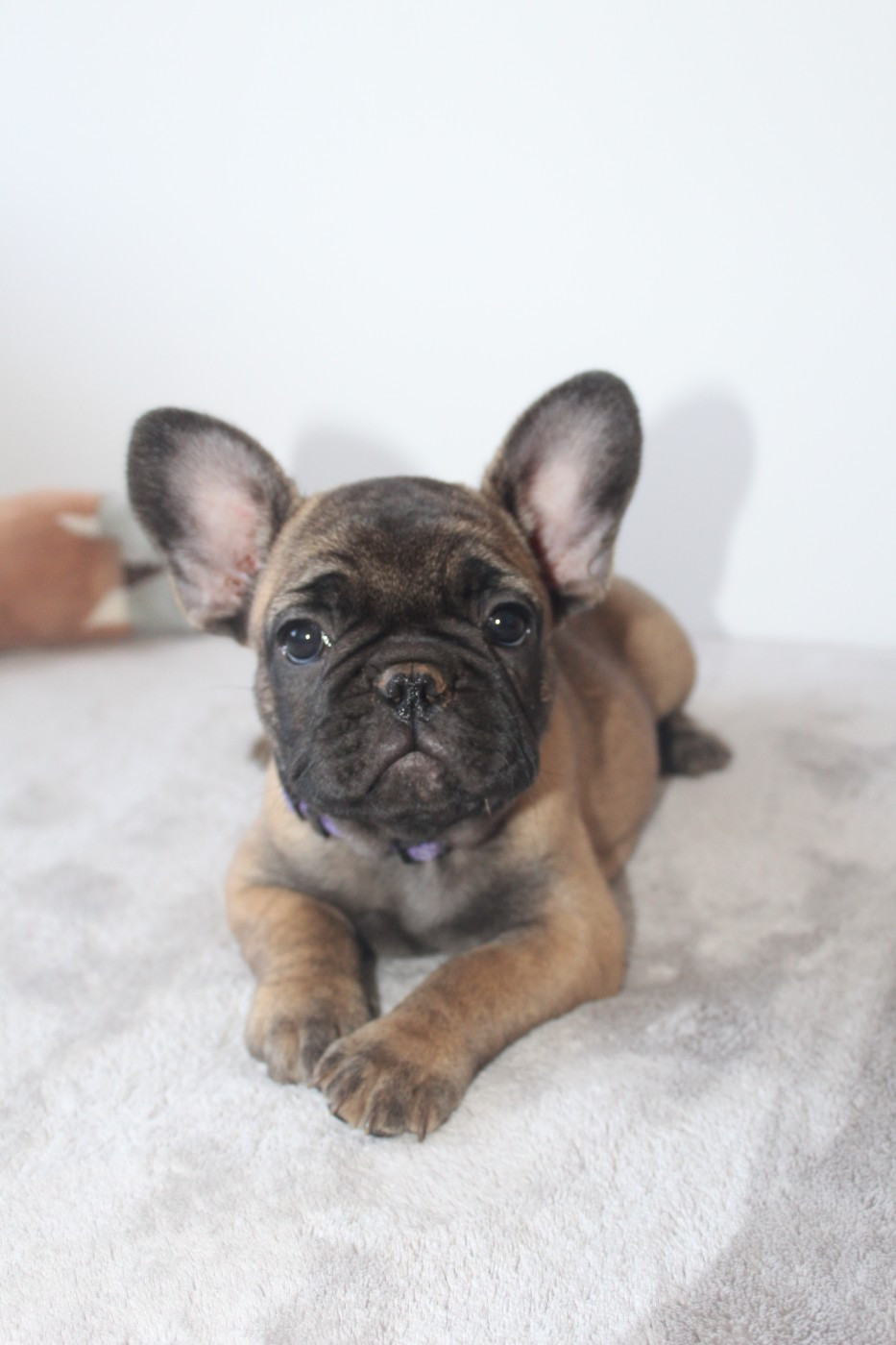 Bella