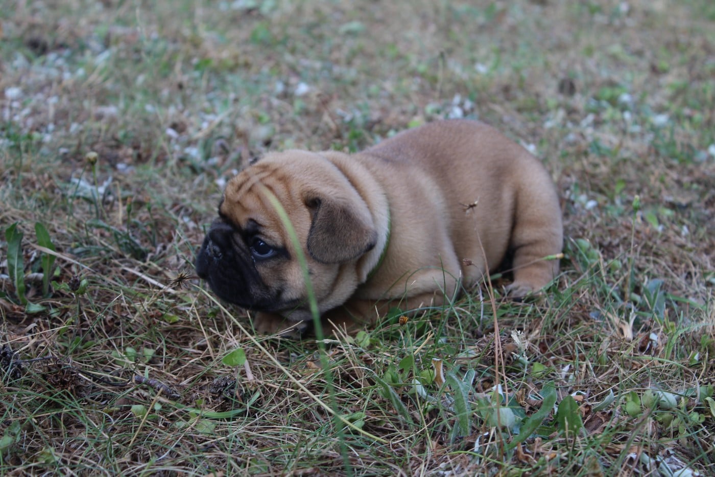Baloo