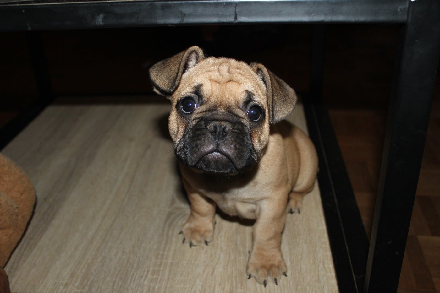 Baloo