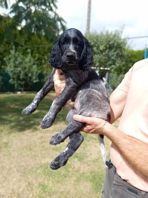 Chiot N°5 - Epagneul bleu de Picardie