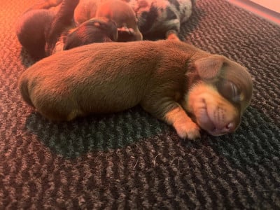 Les chiots de Teckel poil ras