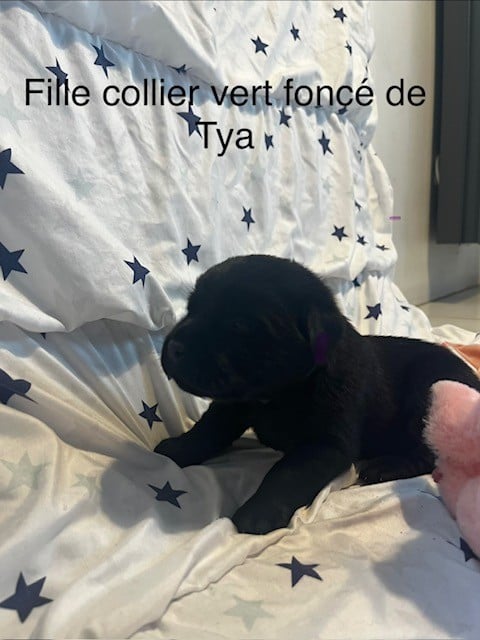 vert foncé - Labrador Retriever