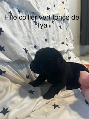 Labrador Retriever