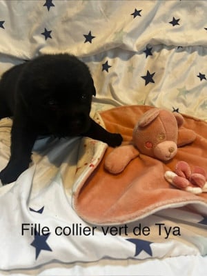 vert - Labrador Retriever
