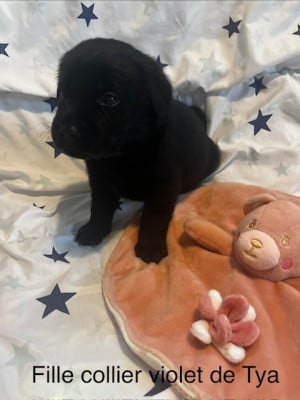 violet - Labrador Retriever