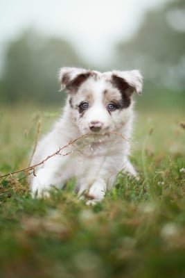 Les chiots de Border Collie