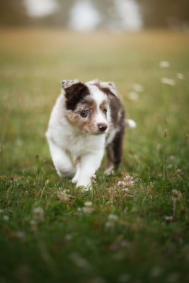Border Collie