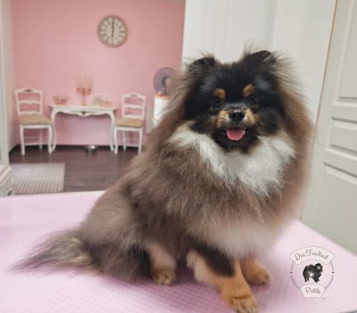 Les chiots de Spitz allemand