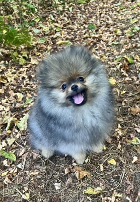 Les chiots de Spitz allemand