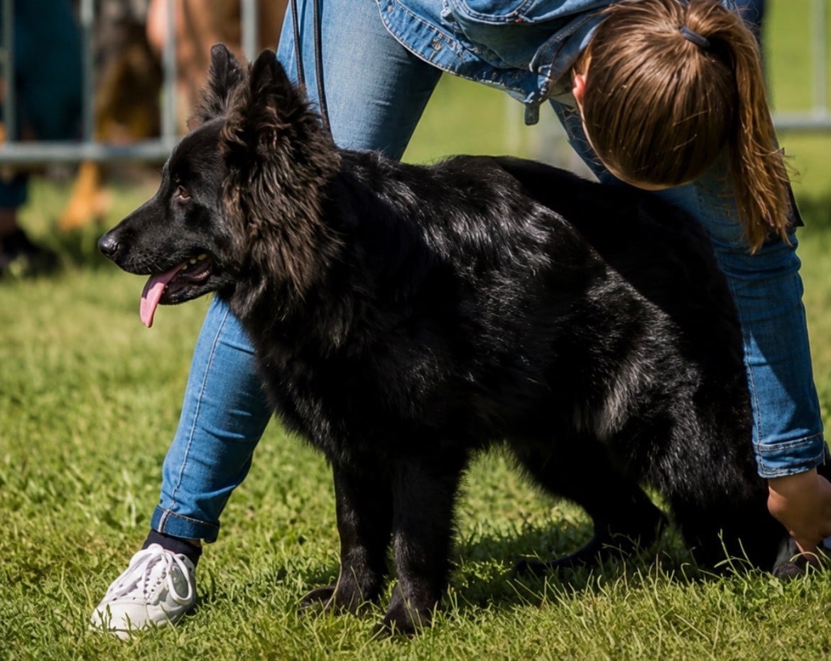 Légitime Démence Urka - Très prometteur meilleur puppy