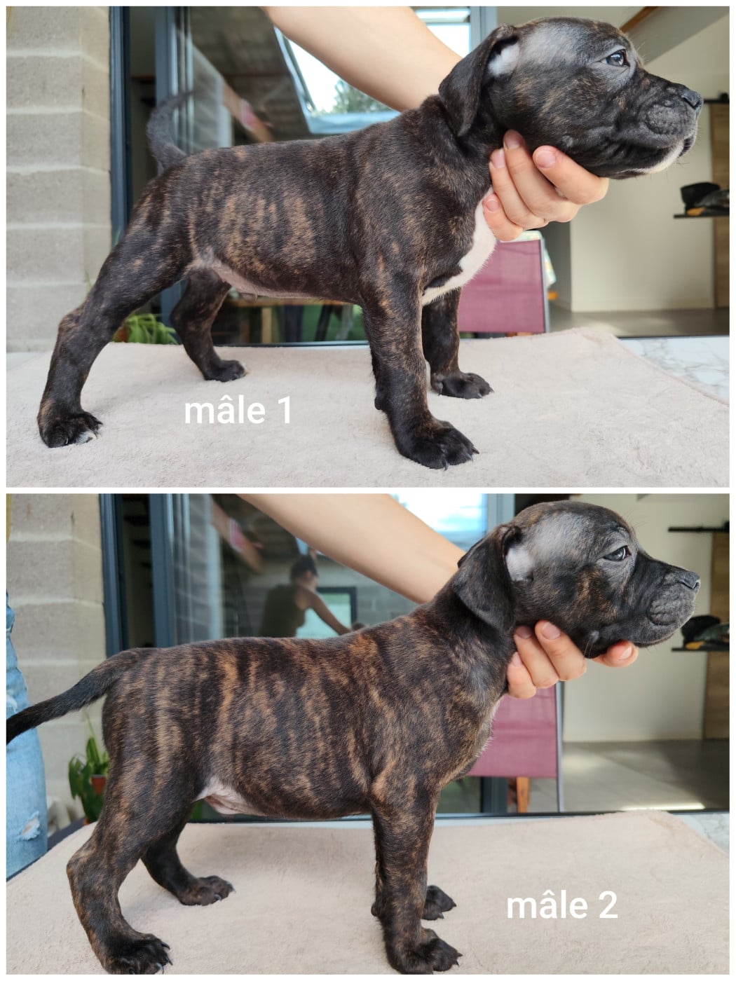 Staffordshire Bull Terrier - Ratpack Crew