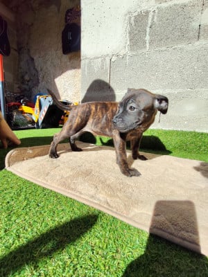 Les chiots de Staffordshire Bull Terrier