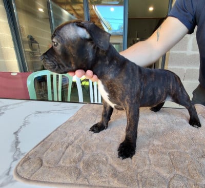 Les chiots de Staffordshire Bull Terrier