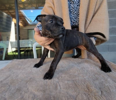 Les chiots de Staffordshire Bull Terrier