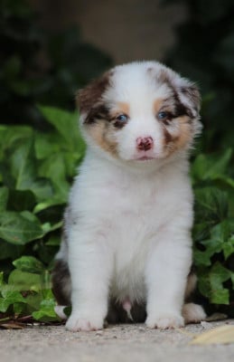 Les chiots de Berger Australien