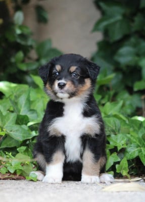 Les chiots de Berger Australien