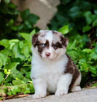 Les chiots de Berger Australien