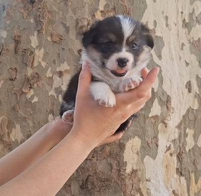 Les chiots de Welsh Corgi Pembroke