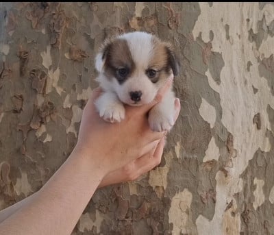Les chiots de Welsh Corgi Pembroke