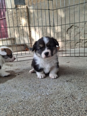 Les chiots de Welsh Corgi Pembroke