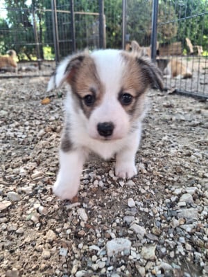 Les chiots de Welsh Corgi Pembroke
