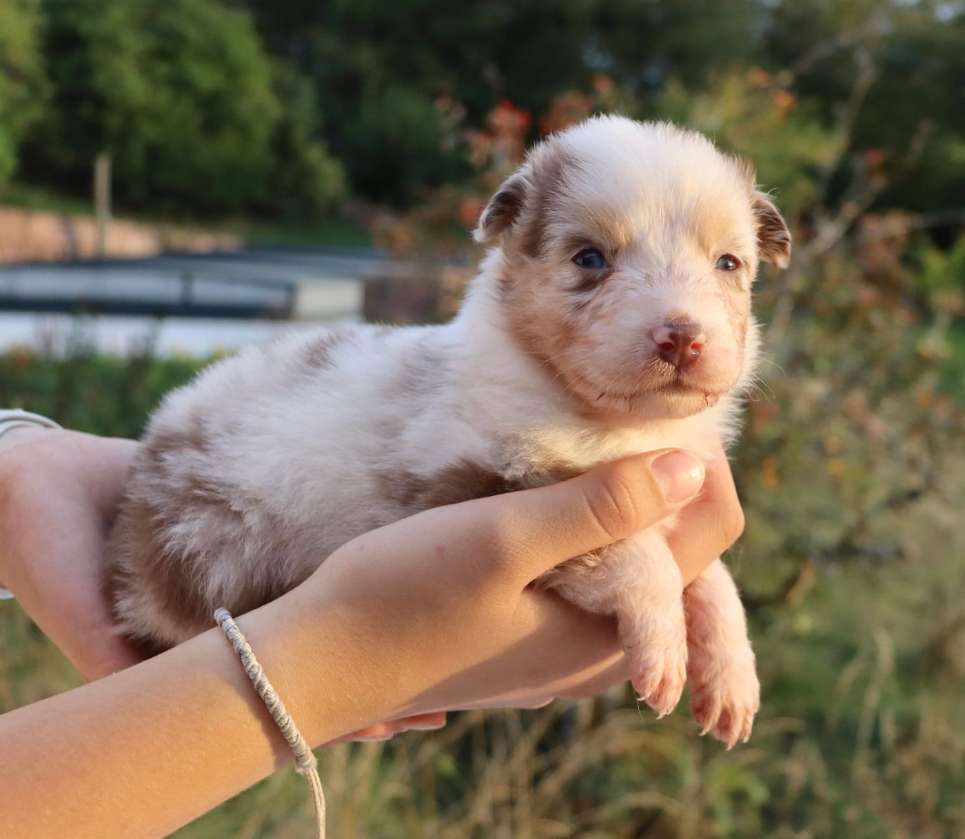 Femelle Rouge Merle yeux bleus - Berger Australien