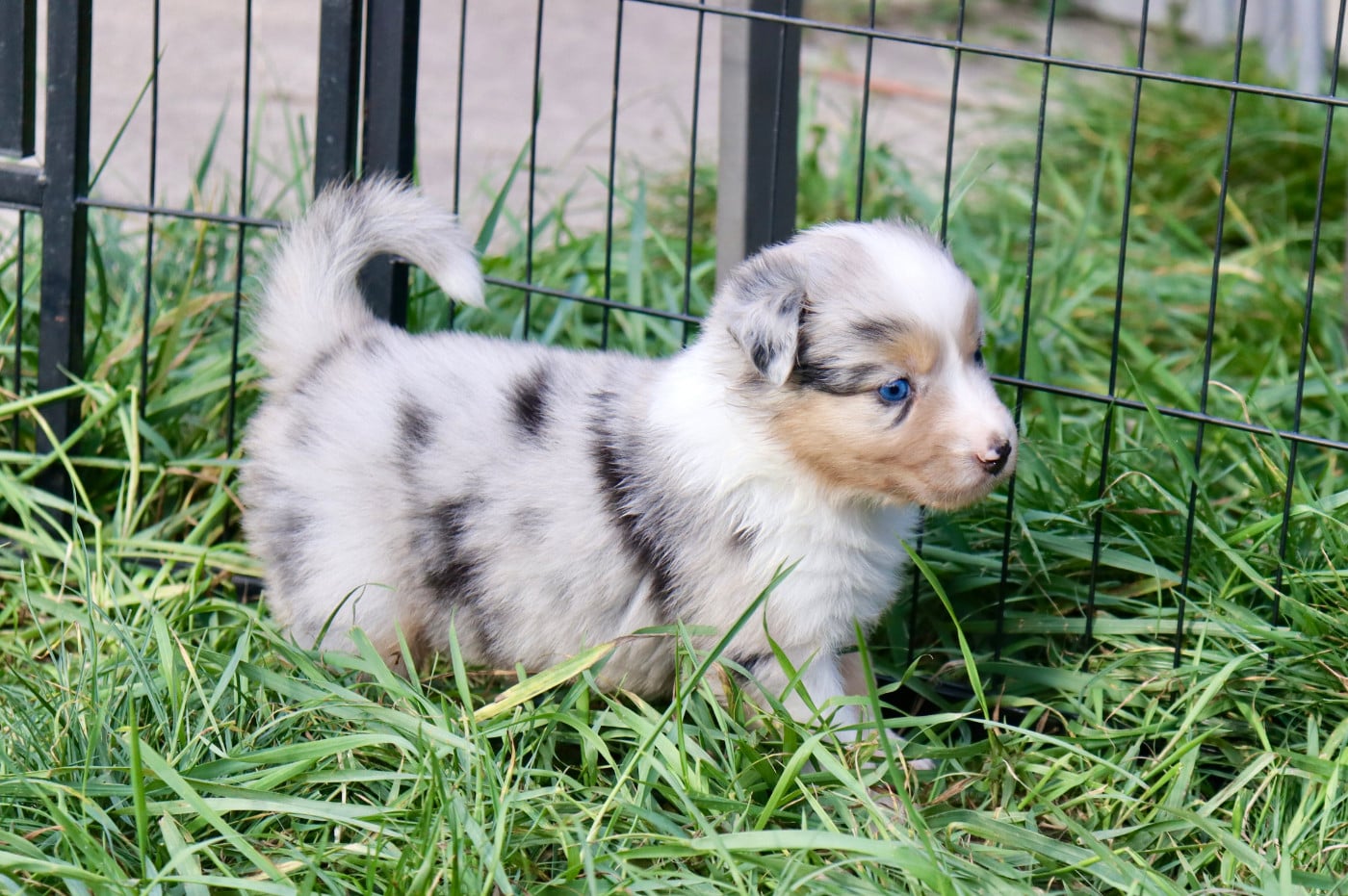 Femelle Bleu merle yeux bleus - Berger Australien