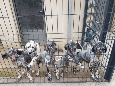 Les chiots de Setter Anglais