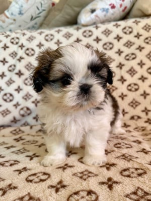 Shih Tzu