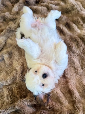 BIANKA - Shih Tzu