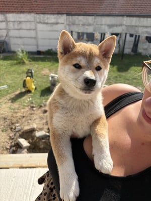 Les chiots de Shiba
