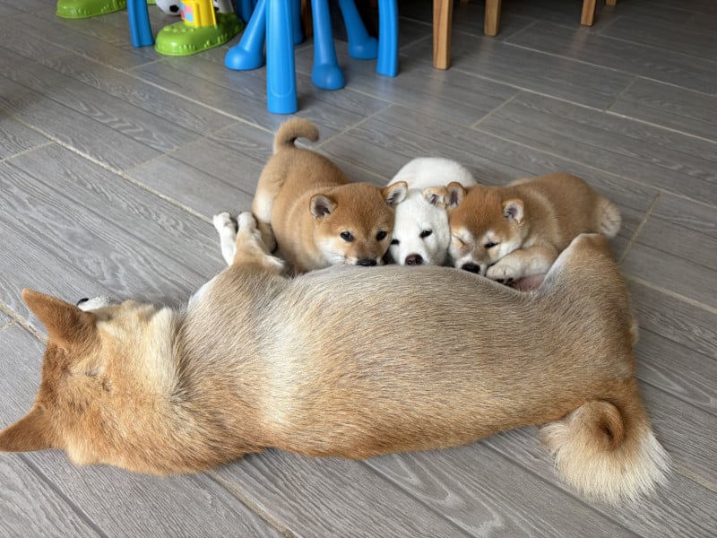 Shiba - (Sans Affixe)