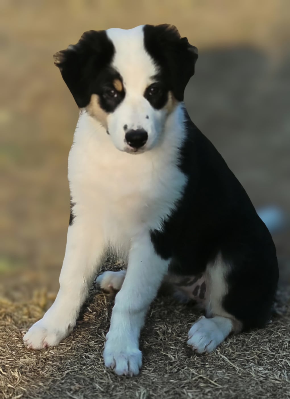Bagheera - Berger Australien