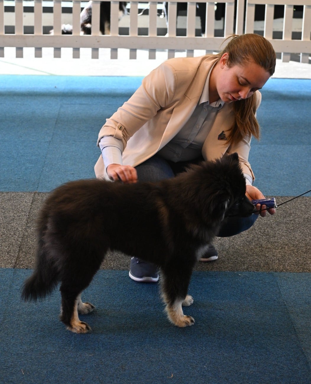 O'khelyara Aeglas Sulë - 1er Très prometteur - Best Minor Puppy
