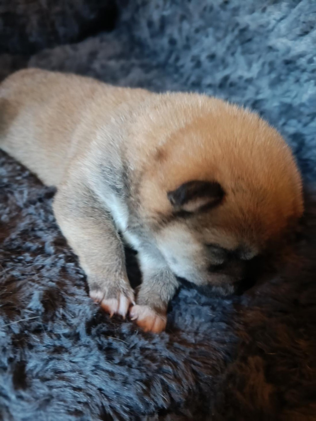 Bianca - Shiba